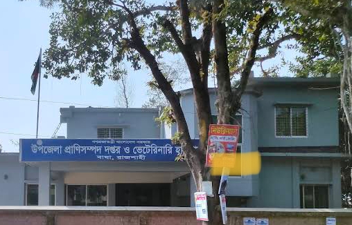 বাঘা উপজেলা প্রাণিসম্পদ দপ্তরে অনিয়মই নিয়ম: সরকারি ঔষধ গায়েব, চিকিৎসায় ভরসা ‘ড্রেসার’