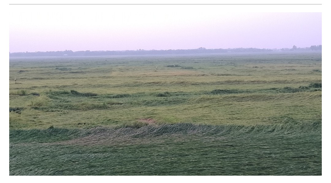 তানোরে বৈশাখী ঝড় বৃষ্টিতে শুয়ে পড়েছে বিলের বোরো ধান:চাষীদের দুশ্চিন্তা