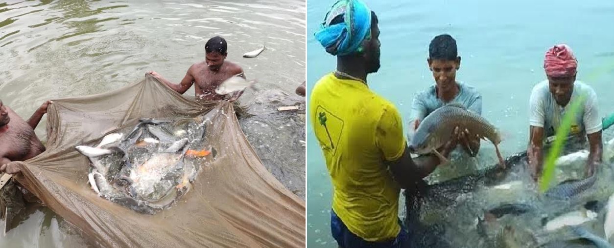 মিঠা পানির মাছ উৎপাদনে দেশের শীর্ষস্থানে রাজশাহী বিভাগ, সরবরাহ হচ্ছে ২৫ জেলায়