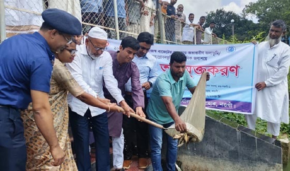 সাপাহারে ২০টি জলাশয়ে ২৮৫ কেজি মাছের পোনা অবমুক্ত
