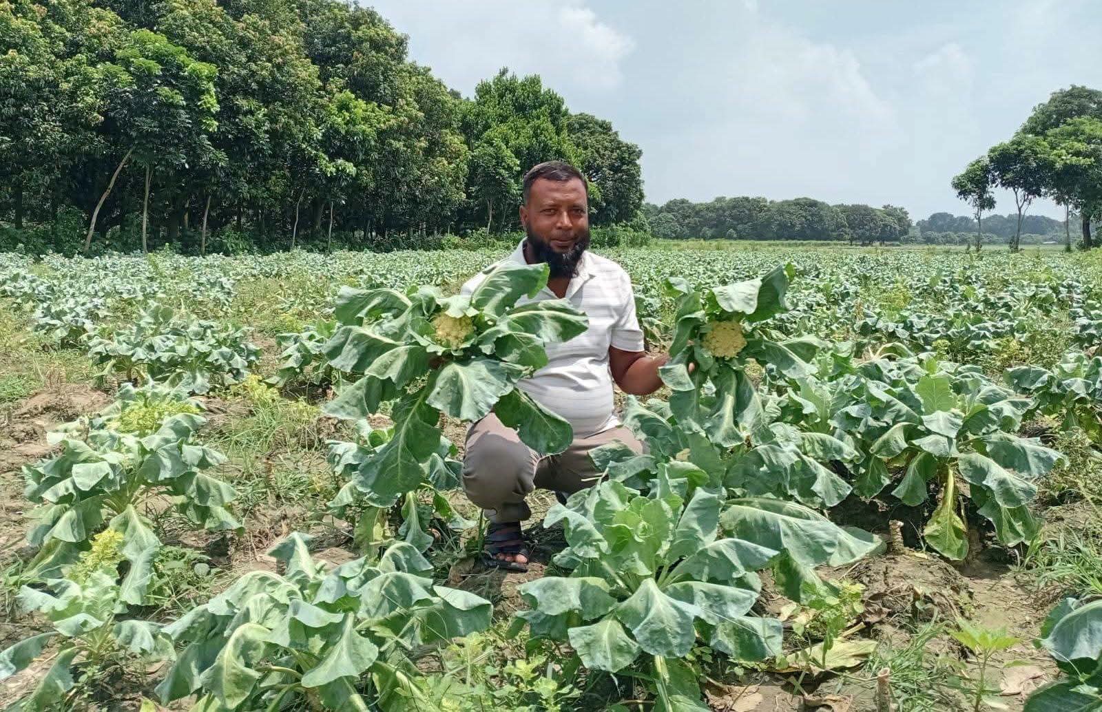 রাজশাহীর পবায় আগাম শীতকালীন সবজির বাম্পার ফলন, বেশি দামে বিক্রি করে কৃষকের মুখে হাসি