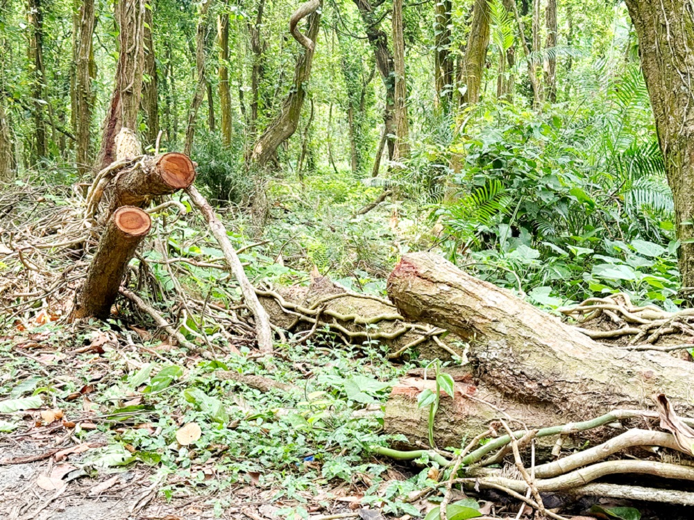 আলতাদীঘি জাতীয় উদ্যানে উপড়ে পড়া তিন শতাধিক গাছ নষ্ট