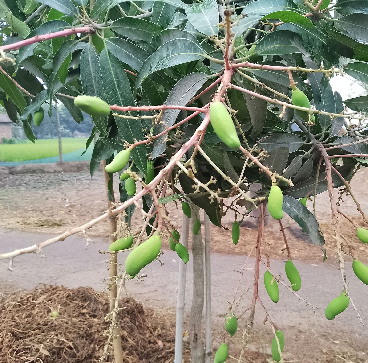 তানোরের প্রতিটি আম গাছে আমে ভরপুর