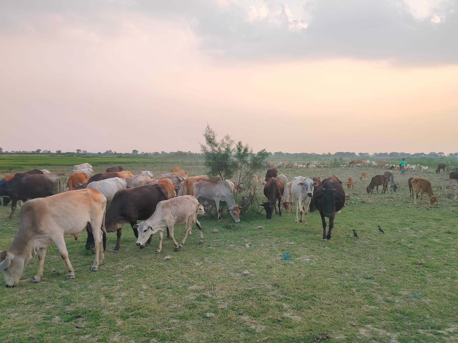 বর্ডার পার হয়ে গেল ২০০ গরু,  বিএসএফ জানালে জানলো বিজিবি