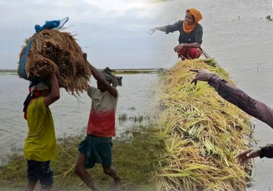 ভারি বর্ষণ ও পাহাড়ি ঢলে হাওরের ৩৮ শতাংশ ধান ক্ষতির মুখে
