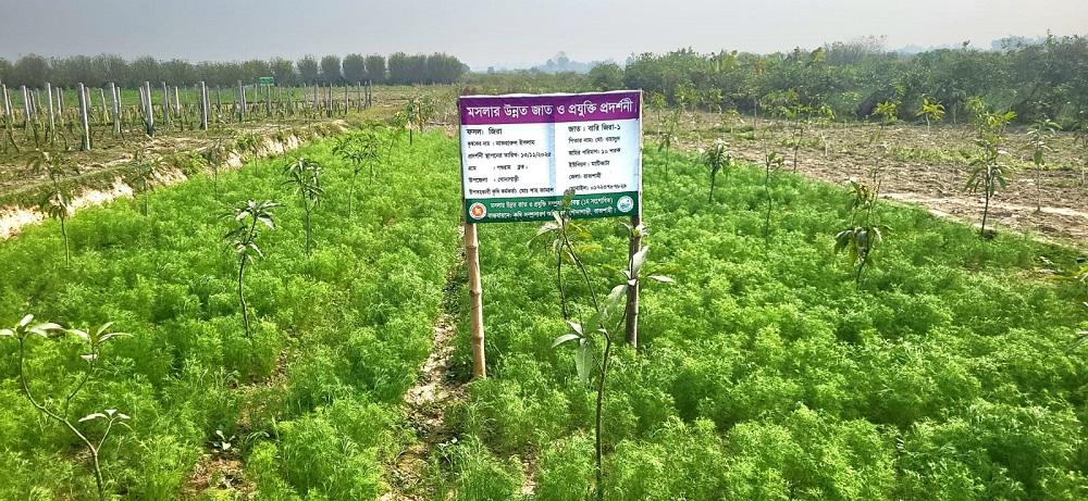 গোদাগাড়ীর মাঠে দুলছে জিরা