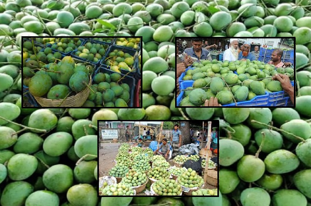 রাজশাহীর অলিগলিতে আমের হাট