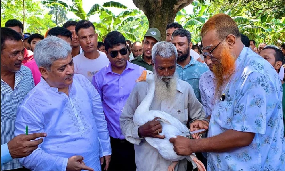 পবায় প্রান্তিক খামারিদের জন্য বিনামূল্যে টিকাদান কর্মসূচি শুরু