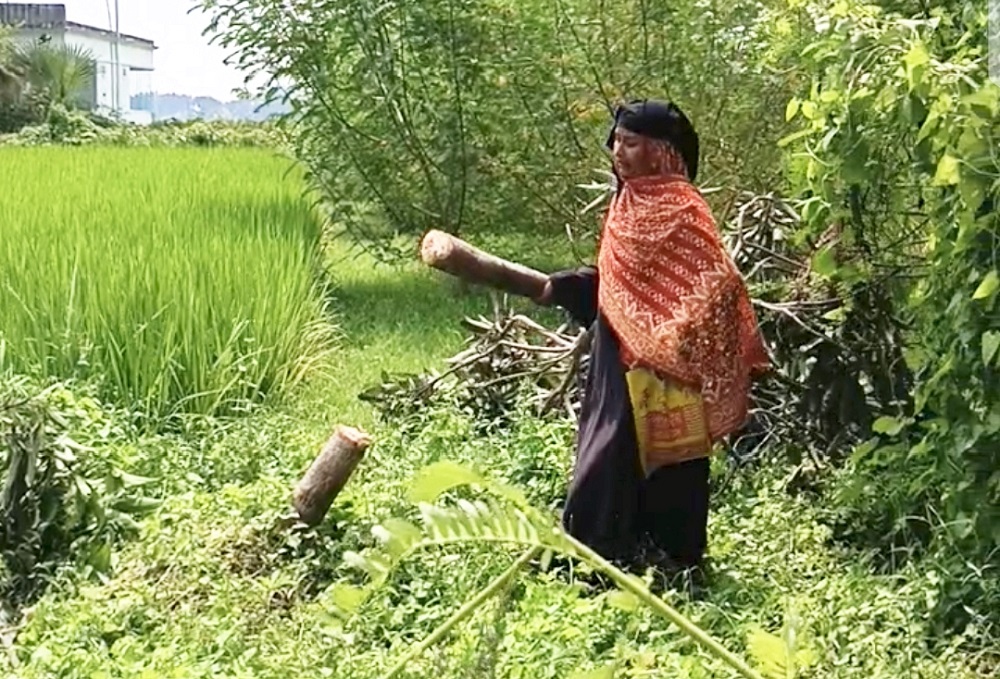 তানোরে দেবরের নির্যাতনে বাড়িছাড়া বিধবা নারীর ফলজ গাছ কাটার অভিযোগ